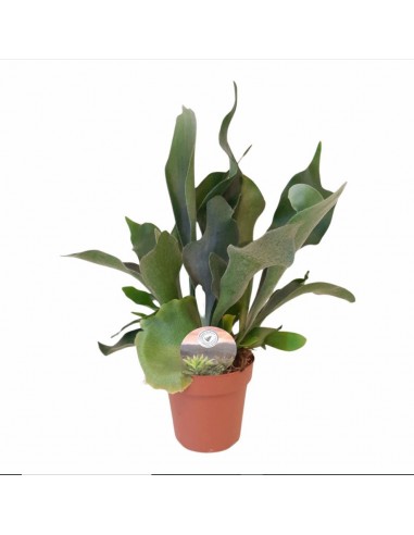 Platycerium bifurcatum baby | Corna d'alce