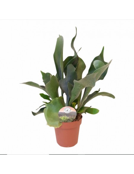 Platycerium bifurcatum baby | Corna d'alce