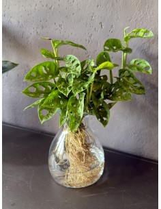Monstera Adansonii Idroponica M