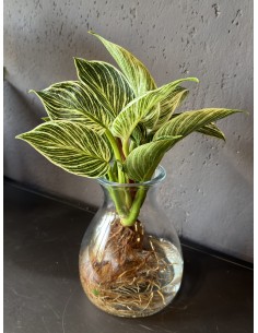 Philodendron White Wave idroponica M