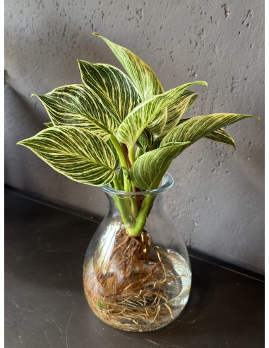 Philodendron White Wave idroponica M