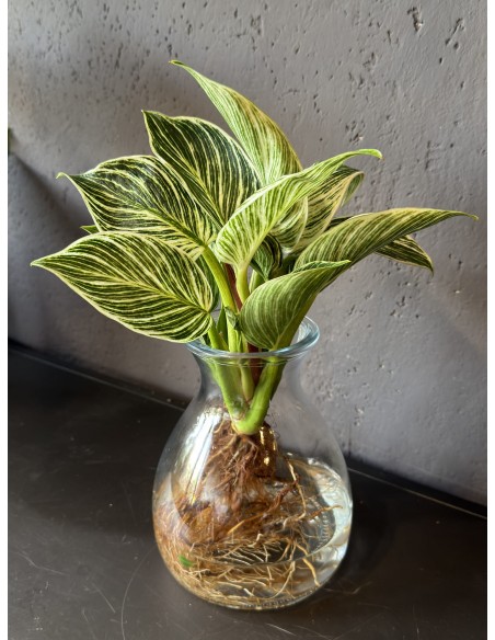 Philodendron White Wave idroponica M