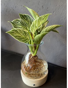 Philodendron White Wave base LED
