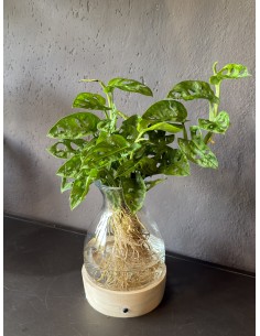 Monstera Adansonii idroponica M | Base LED