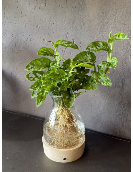 Monstera Adansonii idroponica M | Base LED