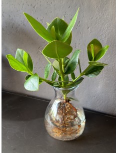 Clusia Princess idroponica M