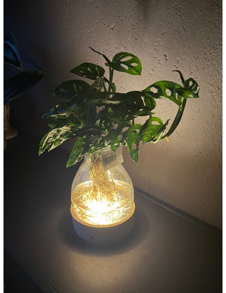 Monstera Adansonii idroponica M | Base LED