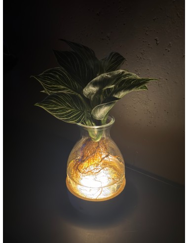 Philodendron White Wave base LED