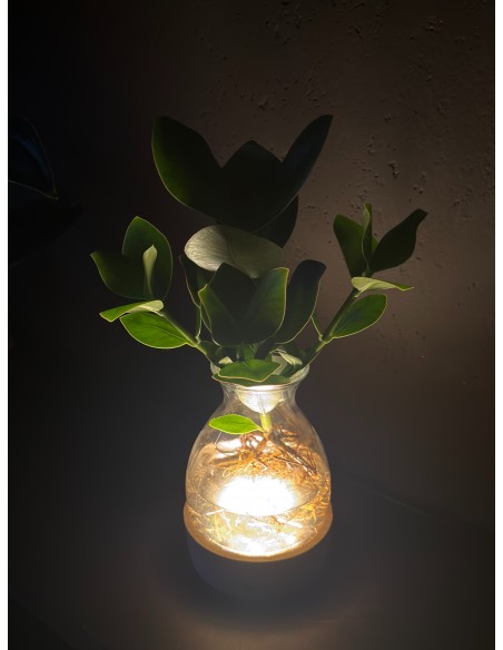 Pianta di Clusia idroponica M| Base led