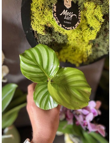 Calathea Orbifolia Baby