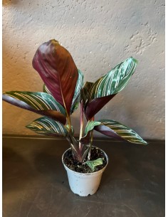 Calathea Sanderiana Baby