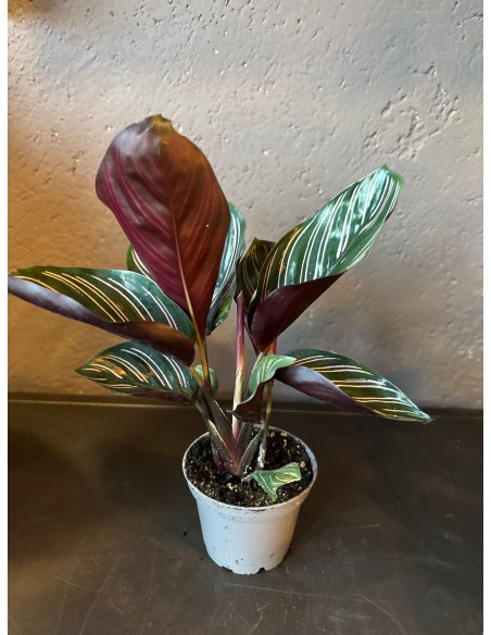 Calathea Sanderiana Baby