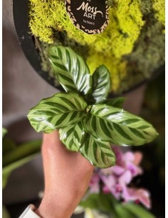 Calathea concinna Freddie Baby