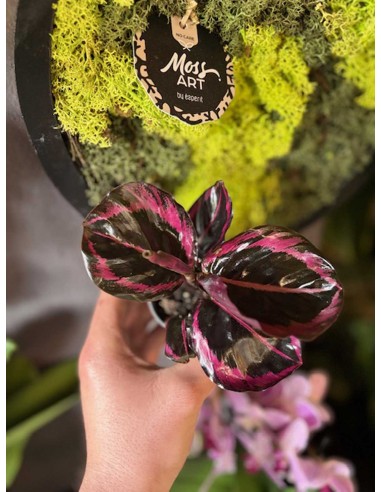 Calathea Roseopicta Baby