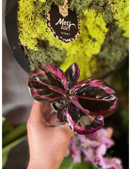 Calathea Roseopicta Baby
