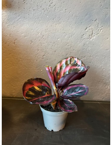 Calathea Roseopicta Baby
