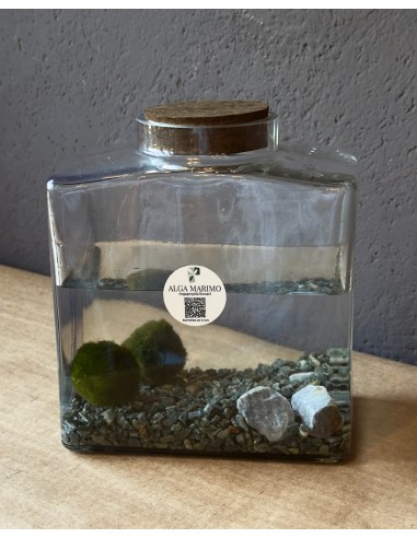 Marimo Block