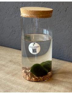Marimo Duo in cilindro di vetro