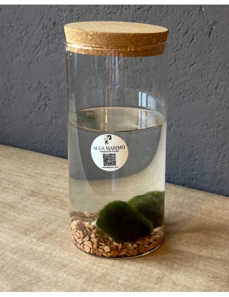 Marimo Duo in cilindro di vetro