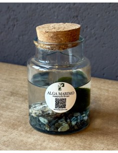Marimo Alga Giapponese | Bomboniera ecofriendly