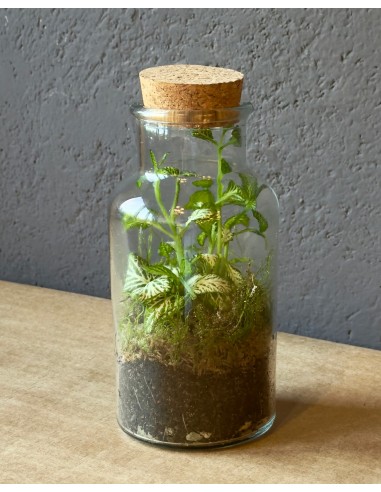 Piccolo Terrarium in vetro | Bomboniera...