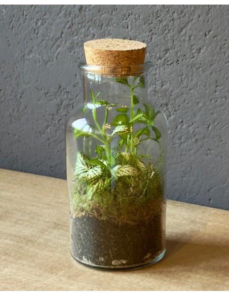 Piccolo Terrarium in vetro | Bomboniera econfriendly