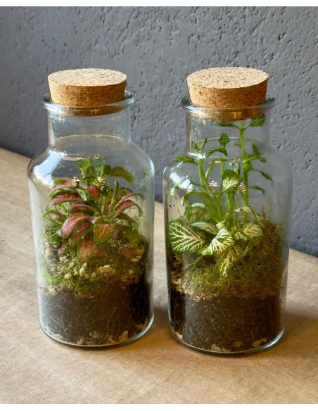 Piccolo Terrarium in vetro | Bomboniera econfriendly