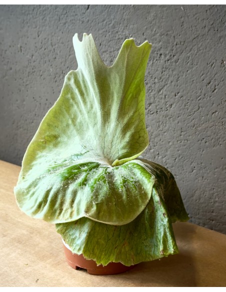 Platycerium superbum baby | Corna di cervo