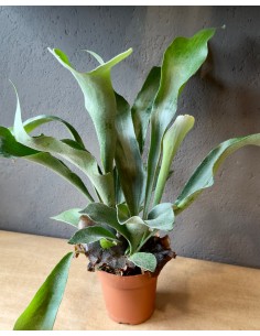 Platycerium bifurcatum baby | Corna d'alce