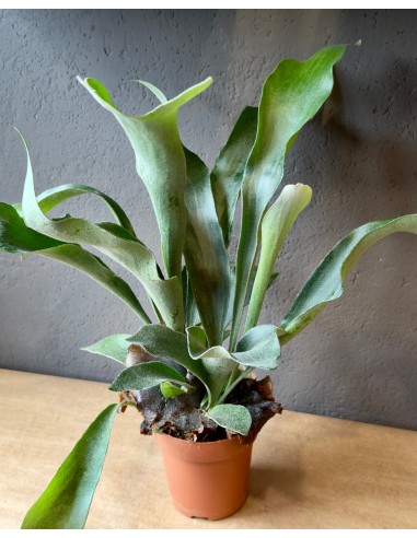 Platycerium bifurcatum baby | Corna d'alce