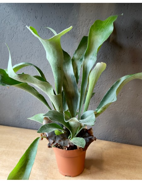 Platycerium bifurcatum baby | Corna d'alce