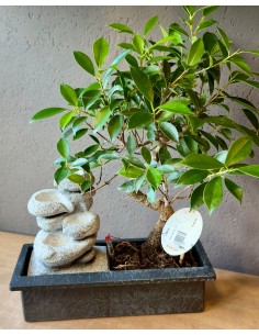 Bonsai Cascata | Ficus, Zelkova, Carmona
