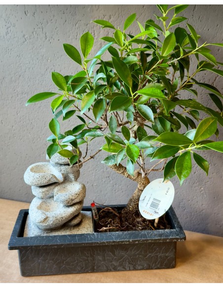 Bonsai Cascata | Ficus, Zelkova, Carmona