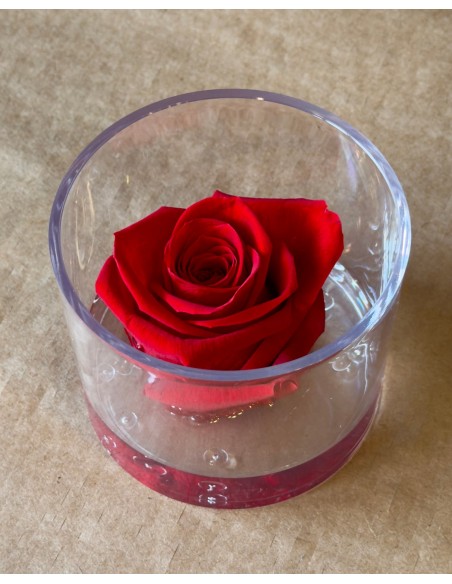 Rosa rossa Eterna Stabilizzata in Box di Plexiglass Trasparente