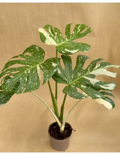 Monstera deliciosa Thai Constellation Baby