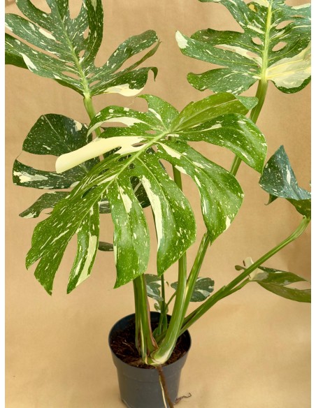 Monstera deliciosa Thai Constellation L