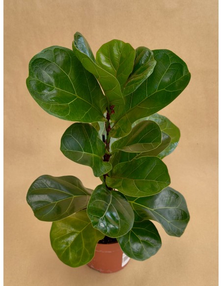 Ficus Lyrata Baby
