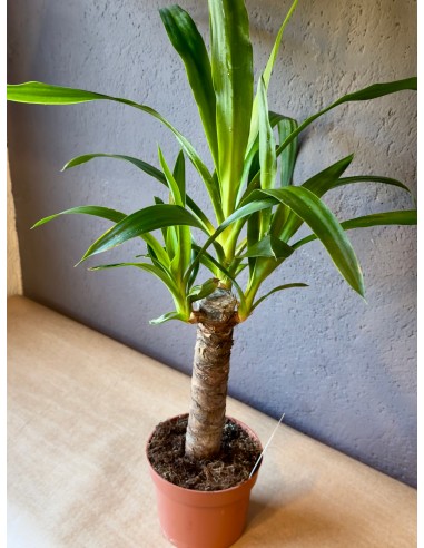 Baby Yucca Elephantipes | tronco della felicità