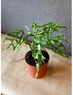 Monstera Obliqua Baby