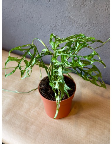 Monstera Obliqua Baby