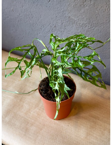 Monstera Obliqua Baby
