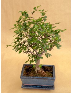 Bonsai Zelkova (Olmo Cinese) v.15