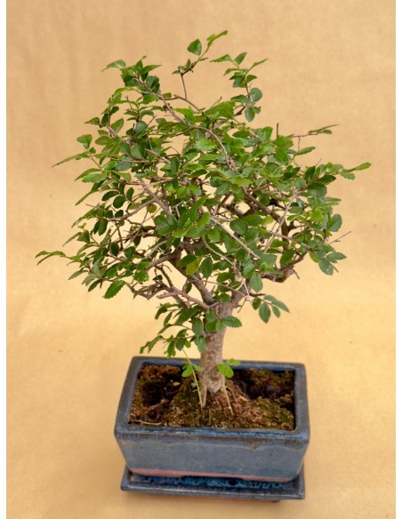 Bonsai Zelkova (Olmo Cinese) v.15