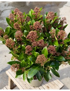 Skimmia japonica 'Rubella' v.15