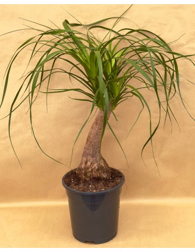 Beaucarnea Recurvata v.19 | Mangiafumo