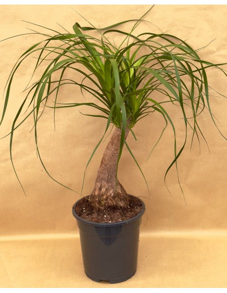 Beaucarnea Recurvata v.19 | Mangiafumo