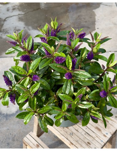 Hebe veronica viola