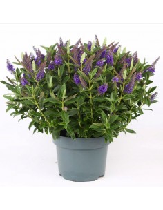 Hebe veronica viola