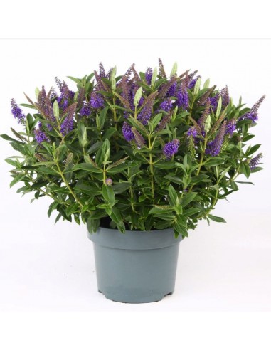 Hebe veronica viola
