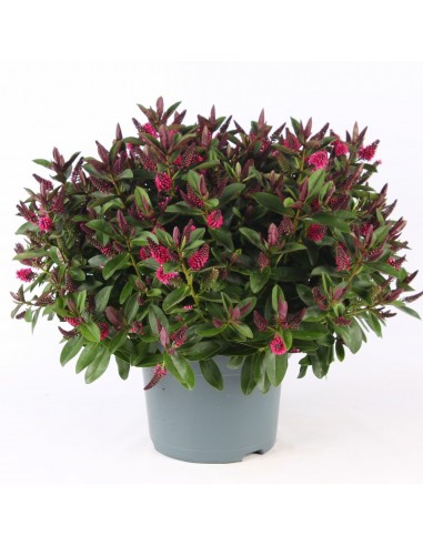 Hebe veronica Pink